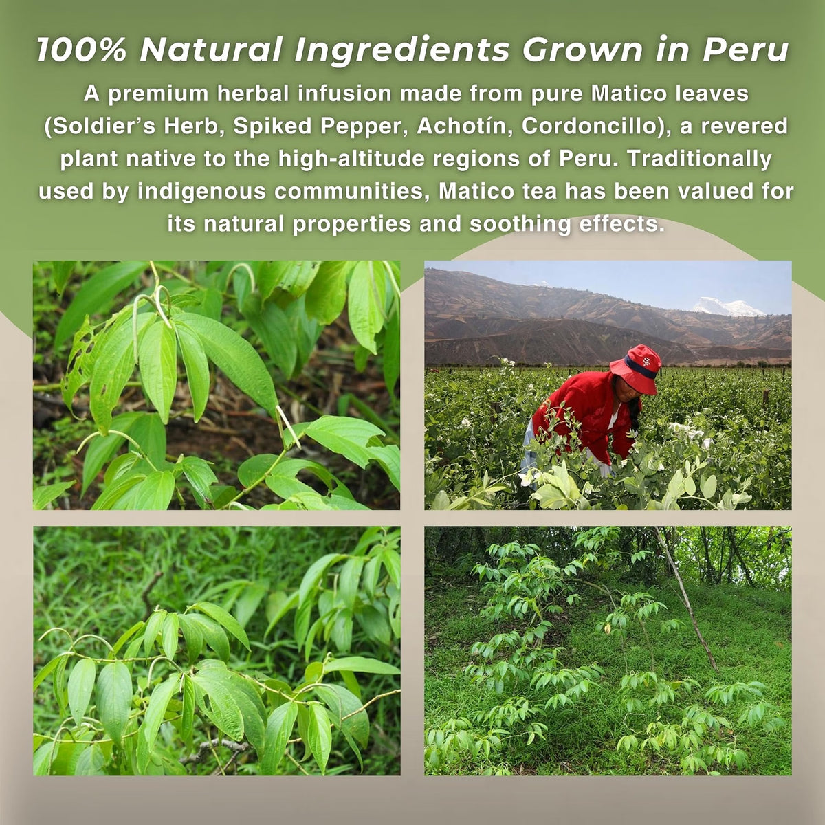 Te de Matico (Soldier's Herb)