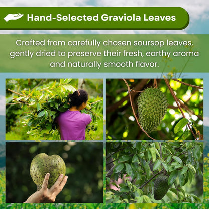 Graviola (Soursop) Herbal Tea — Hand-Selected Leaves | 25 Tea Bags from Peru
