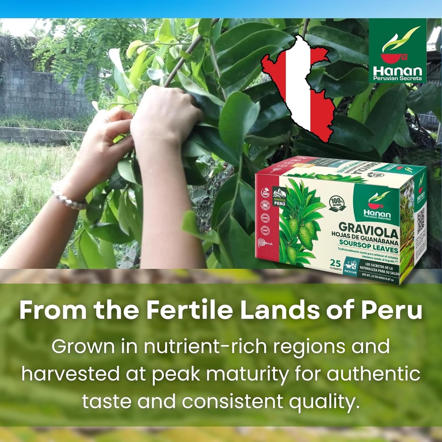 Graviola (Soursop) Herbal Tea — Hand-Selected Leaves | 25 Tea Bags from Peru